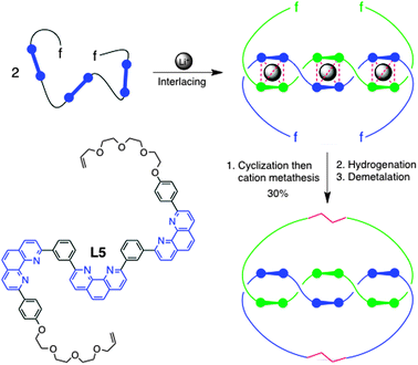 Rational synthesis of a doubly-interlocked [2]catenane. The disk-ended coloured bold lines represent 1,10-phenanthroline chelates and their N-donor atoms, the grey sphere is the Li+ cation, and f represents reactive functions, in that case the terminal olefin fragments of trisphenanthroline L5.