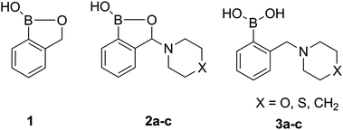 Unsubstituted benzoxaborole (1), 3-amino-substituted benzoxaboroles (2) and their aminomethylphenylboronic analogues (3).