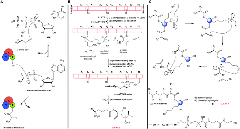 Outline potential mechanism for δ-(l-α-aminoadipoyl)-l-cysteinyl-d-valine synthetase (ACVS). (A) Amino acid substrates are activated by adenylation followed by transfer to the thiol of the 4′-phosphopantetheinyl cofactor(s); (B) Proposed domain organisation of ACVS outlining the multiple carrier thiotemplate mechanism. A1–A3: adenylation domains, T1–T3: thiolation domains, C1 and C2: condensation domains, E: epimerisation domain, and TE: thioesterase domain. Each amino acid is recognized and activated by its cognate adenylation domain (A), and attached as a thioester to the 4′-phosphopantetheinyl cofactor at the corresponding thiolation domain (T). Peptide bond formation is catalysed by the condensation domain (C). The l-valine residue of the tripeptide lll-ACV is isomerised, at the α-carbon, by the epimerisation domain (E) followed by release of the final lld-ACV by the thioesterase domain (TE); (C) Proposed role of the 4′-phosphopantetheinyl moiety as a “swinging arm” in peptide bond formation.