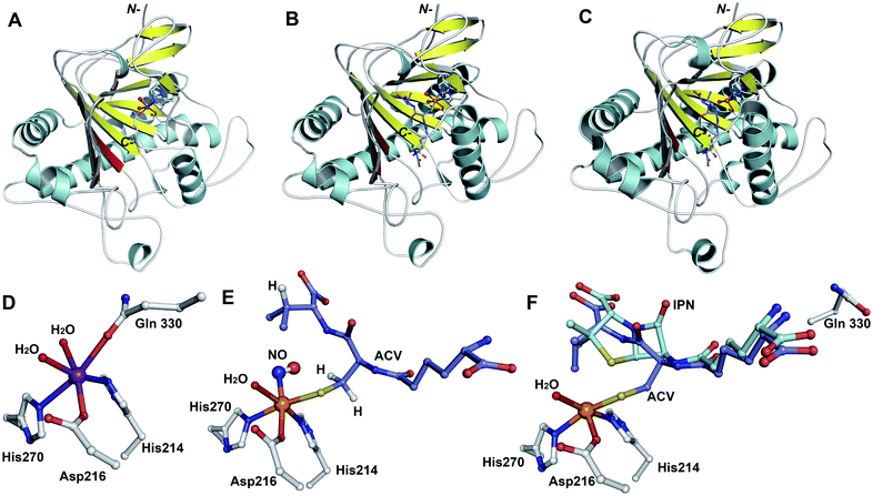 Structural views of isopenicillin N synthase (IPNS). A and D: IPNS-MnII complex (PDB 1IPS). MnII, which substitutes for FeII, is in violet; B and E: IPNS-FeII-ACV-nitric oxide complex (PDB 1BLZ).189 FeII is in orange; C and F: IPNS-FeII-IPN complex (with ACV superimposed in case of F, PDB 1QJE). Note that the double stranded β-helix core fold (in yellow) – which supports the 2-histidine-1-aspartate iron binding motif – is a conserved structural feature for the non-heme iron(ii) oxygenase/oxidase superfamily. The coordination site occupied by NO is highly likely to be the same as that for O2. It is proposed that the presence of O2trans to Asp216 prompts the valinyl-isopropyl group rotation about its Cα-Cβ bond (before/coupled to β-lactam formation) to direct the valine β-proton towards the FeIVO for reaction.182,189,196,214 The contracted bicyclic structure of IPN relative to that of ACV is proposed to reduce the efficiency of interactions including at the carboxylate termini, and so promote product release.707