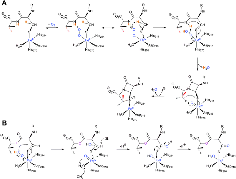Proposed mechanism for isopenicillin N synthase catalysed conversion of the natural substrate lld-ACV into isopenicillin N (A) and that of the substrate analogue δ-(l-α-aminoadipoyl)-l-cysteine d-α-hydroxyisovaleryl ester (ACOV) into a thiocarboxylate product (B).196,224,708 R = δ-(l-α-aminoadipoyl). ACOV is near isosteric to lld-ACV. Note that in the absence of its natural reaction partner (the N–H proton of the l-cysteinyl-d-valine amide bond), the proposed hydroperoxide intermediate can react with the putative thioaldehyde intermediate.