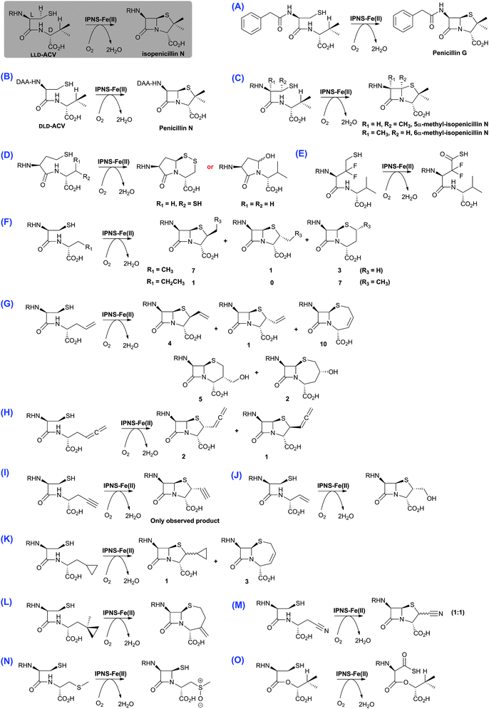 The biocatalytic versatility of isopenicillin N synthase.191,196,210,213,215–218,222–224 These reactions exemplify the oxidase and oxygenase activities of IPNS. The approximate ratios of observed products are given below/beside the structures; in some cases, these ratios were perturbed by use of deuterated substrate analogues. Note in the cases of (N) and (O), the shown products were observed in crystal as part of IPNS-product complexes.708,709 The reaction of IPNS with its natural substrate is boxed. R = δ-(l-α-aminoadipoyl); DAA = δ-(d-α-aminoadipoyl).