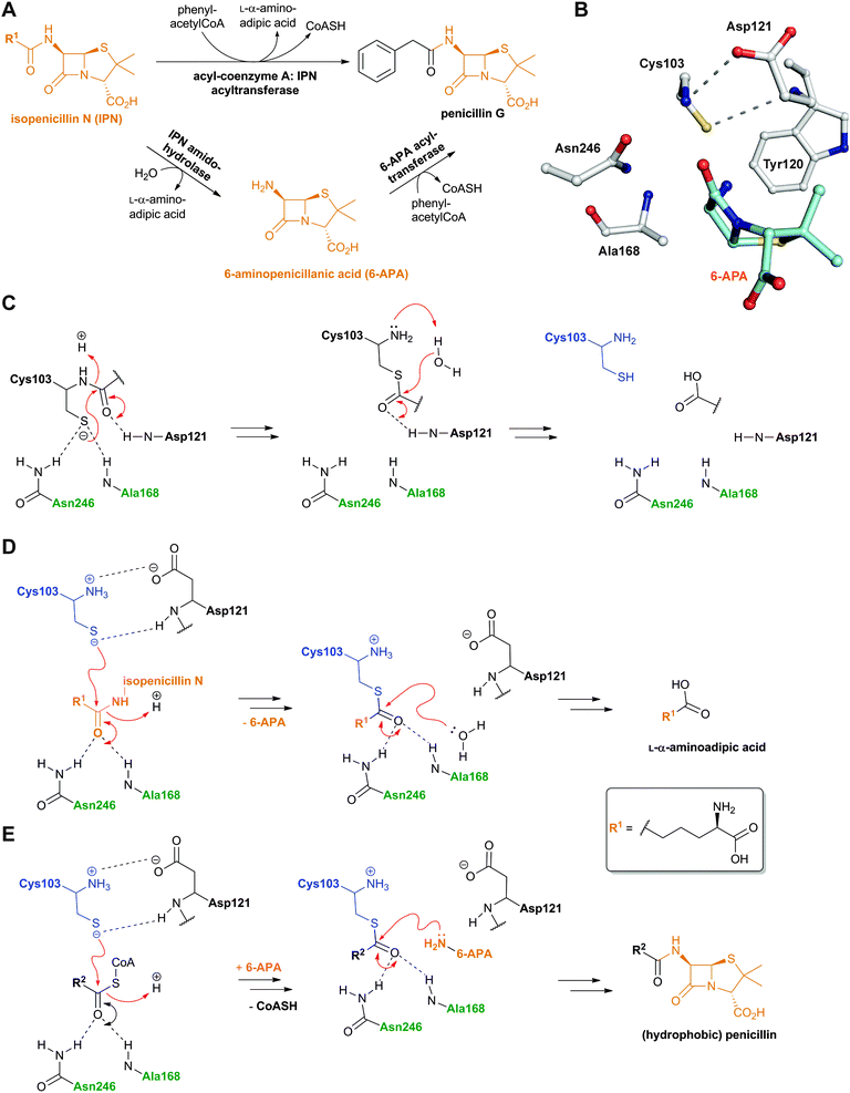 Reactions catalysed by acyl-coenzyme A: isopenicillin N acyltransferase (AT) and outline AT mechanisms. A: AT catalyses amidohydrolase and 6-APA acyl-transferase reactions;228,234B: View from mature AT:6-APA complex (PDB 2X1E);241C: Outline mechanism of AT autoproteolysis; D: The amidohydrolase activity of AT; E: The acyltransferase activity of AT. The oxyanion hole forming residues are in green and the Ntn residue is in blue. R2 can be a variety of aliphatic or aromatic side chains. See Fig. 43 and 62 for related Ntn enzyme mechanisms.