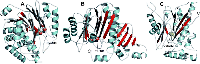 Members of the N-terminal nucleophile (Ntn) family of hydrolases involved in β-lactam antibiotic biosynthesis. A: α,β-Monomer of the mature acyl coenzyme A:isopenicillin N acyltransferase (AT, PDB 2X1E) from Penicillium chrysogenum;241B: 1 subunit/2 chains of ornithine acetyltransferase (OAT-2, PDB 2YEP, Section 5.11) from Streptomyces clavuligerus;491C: Monomer of the uncleaved ThnT T282C (PDB 3S3U, Section 6.4.3) from S. cattleya.587 Note the conserved αββα-core structure.74 The N-terminal nucleophilic residue (or T282C variant for C) is shown in space-filling mode.