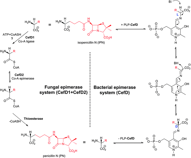 Comparison of the proposed mechanisms for conversion of the l-aminoadipoyl side chain of isopenicillin N into the d-aminoadipoyl side chain of penicillin N in bacterial and fungal cephalosporin-producers. The isopenicillin N epimerase in cephalosporin-producing bacteria (i.e. CefD) is pyridoxal phosphate (PLP)-dependent; an alternative isopenicillin N epimerisation system (comprising both CefD1 and CefD2) operates in fungi.248,253 CefD1 is homologous to long chain acyl-CoA synthetases710 and CefD2 is homologous to acyl-CoA racemases.711,712 Penicillin N release is proposed to be catalysed by an unidentified thioesterase.713 The fungal isopenicillin N epimerisation system is likely similar to those involved in phytanic acid and ibuprofen racemisation.253,714
