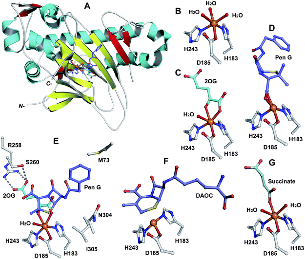 Views from crystal structures of DAOCS. A: view from the overall fold of a monomer of DAOCS:FeII:2OG:penicillin G (a substrate analogue) complex showing the conserved double stranded β-helix (in yellow) (PDB 1UOB); B to G: views from a DAOCS:FeII complex (B, PDB 1RXF), a DAOCS:FeII:2OG complex (C, PDB 1RXG), a DAOCS:FeII:penicillin G complex (D, PDB 1UOF), a DAOCS:FeII:2OG:penicillin G complex (E, PDB 1UOB), a DAOCS:FeII:DAOC complex (F, PDB 1UOG) and a DAOCS:FeII:succinate complex (G, PDB 1UO9). FeII (in orange), conserved active site residues, substrates/co-factors and products are shown. Note that in case of (E) the reported analysis of the electron density reveals that the penicillin G and 2OG binding sites overlap, leading to the proposal of an atypical 2OG oxygenase mechanism (Fig. 19).273