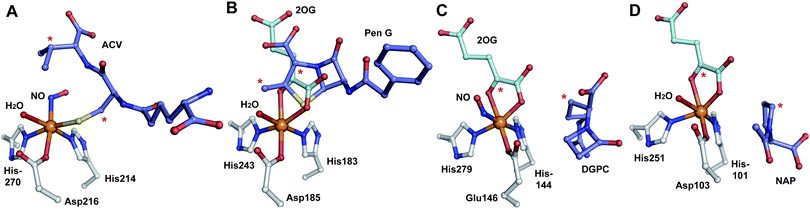 Views from crystal structures of FeII-dependent oxidases/oxygenases involved in β-lactam biosynthesis. In all cases, note the highly conserved 2-histidine-1-carboxylate motif. A: IPNS active site with ACV and NO (an O2 analogue) complexed (PDB 1BLZ);189B: DAOCS active site with penicillin G and 2OG showing the reported substrate/cosubstrate overlapping binding sites (PDB 1UNB);273C: Clavaminic acid synthase (CAS, Section 5.3) active site with NO and its substrate for hydroxylation (PDB 1GVG);420D: The carbapenem synthase (CarC, Section 6.3.3) active site with the substrate analogue, N-acetyl-proline (NAP), and 2OG bound (PDB 1NX8).542 Overall, the figure illustrates how a conserved binding chemistry can be used to mediate different types of oxidation reactions. *The carbon(s) to be oxidised.