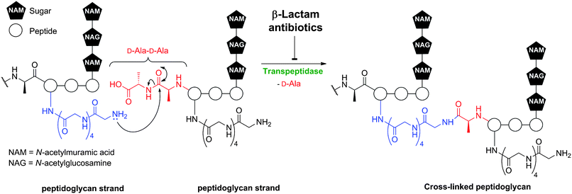 Transpeptidase-catalysed reactions during bacterial cell wall biosynthesis are inhibited by β-lactam antibiotics. Formation of the mature peptidoglycan matrix involves transpeptidase-catalysed cross-linking of linear polysaccharide chains by short peptides. The reaction is exemplified in outline for Staphylococcus aureus.