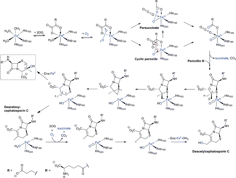 Proposed outline mechanisms of DAOCS/DACS catalysis. In the ring-expansion of penicillin N to DAOC, an FeIVO intermediate is proposed to be generated in a “typical” 2-electron oxidation process characteristic for 2OG oxygenases. In the modified proposed mechanism for ring expansion as catalysed by DAOCS, succinate is proposed to leave the active site before penicillin N binding.269,273 Further validation is required for this mechanism. The 3β-hydroxy-3α-methylcepham (in the dashed box) is formed by DAOCS/DACS catalysis as a minor “shunt” product in case of the ring expansion of penicillin N. Its yield is increased by the introduction of a deuterium atom at the C-2 position of penicillin N (due to a kinetic isotope effect) indicating a common intermediate prior to the branch point.299,300 In the DAOC hydroxylation by DACS, another 2-electron process results in the C-3′ hydroxylation of DAOC to produce DAC.