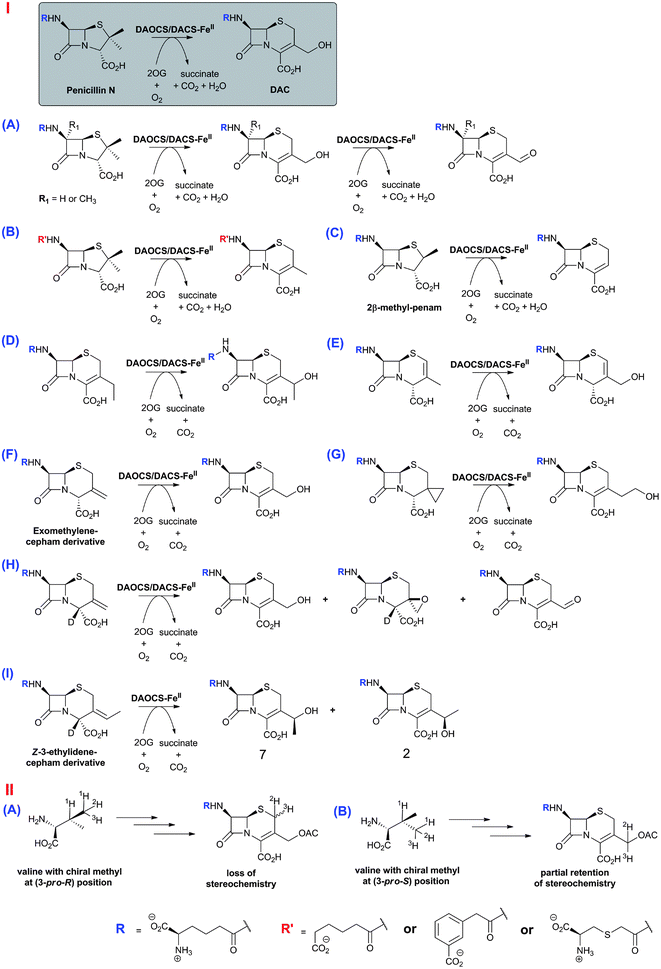 I: The biocatalytic versatility of DAOCS/DACS catalysis. For further examples see ref. 304 and ref. 280 for wildtype and engineered DAOCS-catalysed reactions, respectively. The reaction of DAOCS/DACS with its natural substrate is boxed; II: Feeding studies employing valine labeled with a chiral methyl group at the (3-pro-R) position reveal loss of stereochemical integrity during ring expansion;294–296 experiment using valine with a chiral methyl group at the (3-pro-S) position imply retention of stereochemistry.294–296 Where reported, the approximate ratios of observed products are given below the structures; in the case of the [4-2H]-exomethylene analogue reaction (H), the ratio of products varies over time.313,317