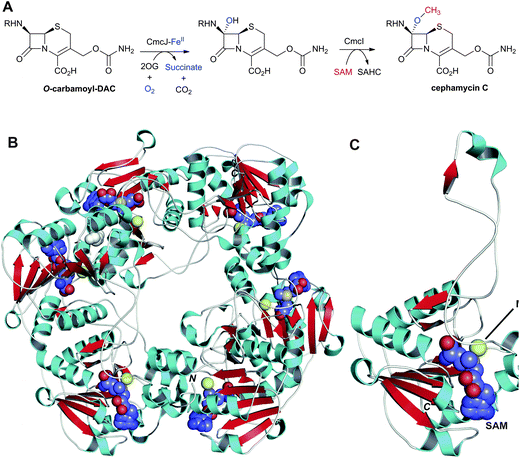 Enzymes responsible for the C-7 methoxylation of cephalosporins. A: Enzymes proposed to catalyse C-7 methoxylation of O-carbamoyl-DAC; B and C: Views from a crystal structure of CmcI109 from S. clavuligerus (PDB 2BR4). B: The hexameric quaternary structure of CmcI; C: A CmcI monomer. The S-adenosylmethionine (SAM) cofactor, shown in space-filling mode, is employed by CmcI to methylate the 7α-hydroxyl group of the O-carbamoyl-DAC to give cephamycin C and S-adenosylhomocysteine (SAHC). Magnesium(ii) is in yellow. The 7α-hydroxyl group is likely introduced by a 2OG oxygenase, CmcJ.330 The geometry of the SAM/MgII binding site is similar to that found in cathechol O-methyltransferases.109 R = δ-(d-α-aminoadipoyl).