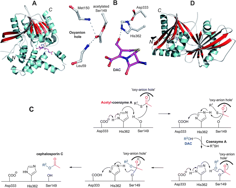 Deacetylcephalosporin C acetyltransferase (CefG). A: View of the overall structure of the CefG monomer; B: View from the active site of CefG showing the catalytic triad (Asp333-His362-Ser149) with acetylated Ser149, the oxyanion hole forming residues (Leu59 and Met150) and part of deacetylcephalosporin C (DAC);344C: Proposed mechanism for CefG catalysis.344D: View of the monomer of the GCN5-related acetyltransferase Orf14 involved in clavulanic acid biosynthesis.480