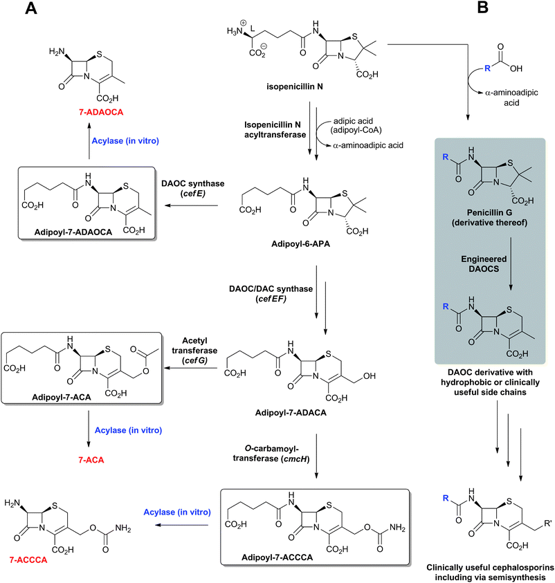 Metabolic and protein engineering studies aimed at modifying the penicillin-cephalosporin pathways to directly ferment cephalosporins with side chains useful for efficient purification or direct deacylation (e.g. by Pseudomonas diminuta glutarylamidase). A: production of 7-adipoyl-cephems (boxed) via adipoyl-6-aminopenicillanic acid (adipoyl-6-APA) in engineered P. chrysogenum strains fed with adipic acid; B: Proposed pathway for the production of cephems with hydrophobic or clinically useful side chains employing engineered DAOCS variants which have altered substrate specificities280,283 (see ref. 280 for review). Adipoyl-7-ACCCA: adipoyl-7-amino-3-carbamoyloxymethyl-3-cephem-4-carboxylic acid.