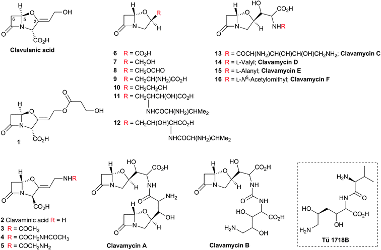 Clavams isolated from natural sources.32 In addition to clavulanic acid (CA, with (5R)-stereochemistry) and its β-hydroxypropionyl derivative 1, Streptomyces clavuligerus produces the clavams 6–9 (with the (5S)-stereochemistry).718 CA has also been isolated from S. jumonjinensis444 and S. katsurahamanus.445 The N-acyl derivatives 3–5 of clavaminic acid 2 accumulate in a S. clavuligerus mutant blocked in CA production. The hydroxyethyl clavam 10, valclavam 12, and Tü 1718B were isolated from S. antibioticus ssp. antibioticus Tü 1718 which does not produce CA. Valclavam was initially assigned the structure 11437,438 but this was reassigned to the regio-isomer 12.439 Tü 1718B (boxed) is a degradation product of 12.439,440 The structure of valclavam is related to that of clavamycins A–F which are produced by S. hygroscopicus.32