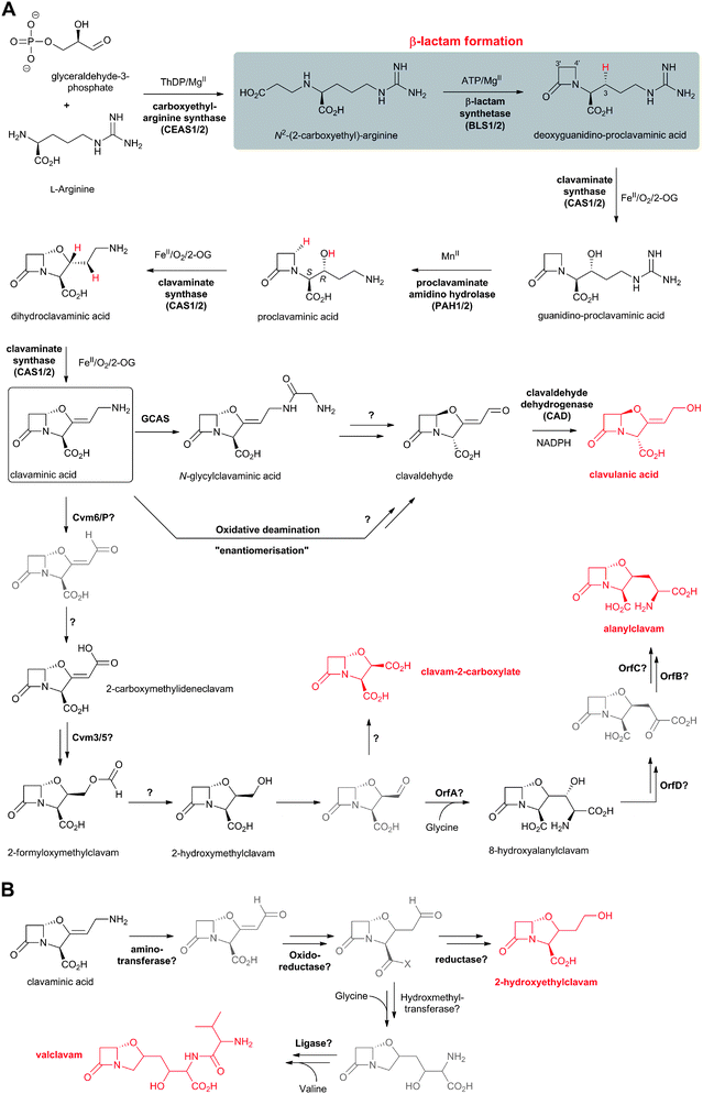 Proposed biosynthetic pathways leading to (5R)-clavulanic acid and (5S)-clavams in Streptomyces clavuligerus (A), and those leading to (5S)-clavams in S. antibioticus (B).32,381,516 Note that clavaminic acid (boxed) acts as a branch point between clavulanic acid and clavam biosynthesis. Selected cofactors and co-substrates are shown. The hydrogens to be removed during the CAS-catalysed oxidations are in red. Putative (i.e. not isolated) intermediates are in grey.
