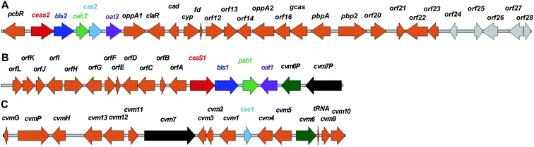 The three gene clusters encoding for proteins involved in the biosynthesis of clavulanic acid (CA) and clavams in Streptomyces clavuligerus. A: “CA” gene cluster; B: “Paralog” gene cluster; C: “Clavam” gene cluster.353,381,503 For the (predicted) role of the (putative) proteins encoded by the genes shown, see Table 2 and Fig. 27A. The potential involvement of orf24 to orf28 in CA/clavam biosynthesis is to be assessed.506 The pcbR gene (CA gene cluster) is part of the penicillin/cephalosporin gene cluster (Fig. 10).