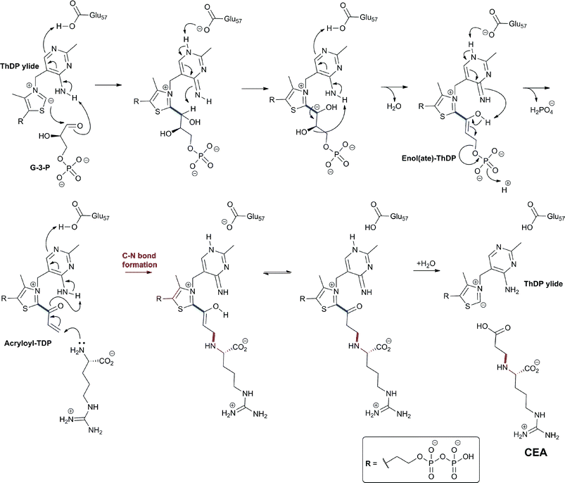 Proposed outline mechanism for carboxyethylarginine synthase (CEAS). The enol(ate)-ThDP intermediate has been provisionally assigned in crystalline CEAS following soaking with dl-glyceraldehyde-3-phosphate (G3P) (Fig. 30E).391 Details of proton transfers and eliminations are uncertain.390,391
