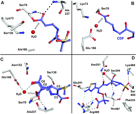 Views from crystal structures showing examples of relatively stable acyl-enzyme complexes formed by reaction of β-lactams with PBPs and β-lactamases. A: View from a structure obtained by reaction of a serine β-lactamase SHV-1 E166A with sulbactam (PDB 2A3U).679–681 Glu166, which is involved in hydrolysis of the acyl-enzyme intermediate, was substituted for alanine to enable trapping of the complex; B: View from a complex resulting from reaction of the Mycobacterium tuberculosis β-lactamase BlaC with clavulanic acid (PDB 3CG5). Following nucleophilic attack by Ser70 and β-lactam ring opening, the complex decarboxylates to generate the shown adduct with the clavulanate-derived fragment (CDF,682 which is also shown in blue in Fig. 4iii); C: View from a structure of a serine β-lactamase (SHV-1)/meropenem acyl-enzyme complex (PDB 2ZD8). Two conformations were observed, one with the carbonyl of the acyl-enzyme complex in the oxyanion hole (formed by NH amides of Ser70 and Ala237), and another with the carbonyl directed away from the oxyanion hole. Only part of the C-2 substituent of meropenem is shown; D: View from a PBP3 (Pseudomonas aeruginosa)/aztreonam acyl-enzyme complex (PDB 3PBS).683 The white arrows point to the carbonyl carbon of the (hydrolysed) β-lactam. Structures of sulbactam and aztreonam are given in Fig. 5, while those of clavulanic acid and meropenem are in Fig. 6 and Fig. 46, respectively.