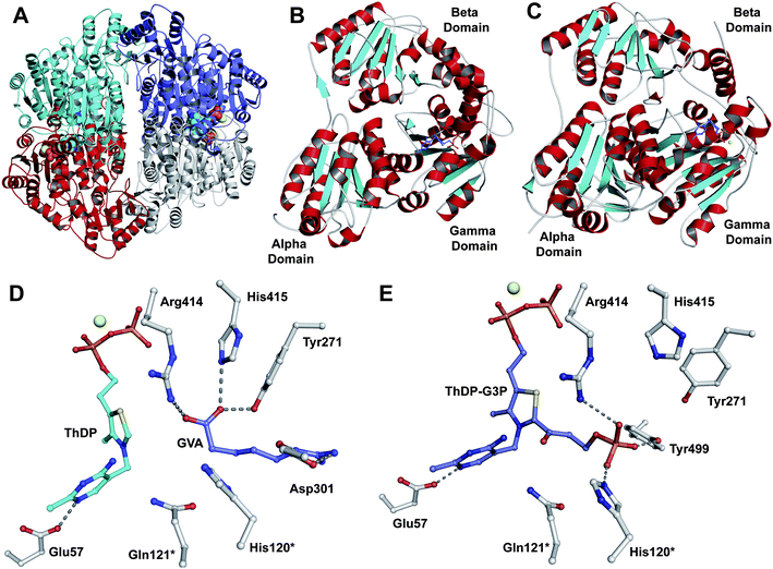Carboxyethylarginine synthase (CEAS), a thiamine diphosphate (ThDP)-dependent enzyme. A: The tetrameric oligomerisation of CEAS.392 The CEAS active site is located at a dimer interface across which ThDP (shown in space-filling mode) is bound; B and C: Views of CEAS (B) and yeast pyruvate decarboxylase (C) monomers reveal their structural homology. Note the similar three-domain structure of each monomer;392D: View from subunit A of a crystal structure of CEAS, with ThDP bound in V-shaped conformation, following soaking with 5-guanidinovaleric acid (GVA) (PDB 2IHV).391 GVA is a nonreactive l-arginine analogue that lacks an α-amino group;391E: A view from a crystal structure of CEAS (PDB 2IHU) showing the putative trapped enol(ate)-ThDP intermediate (TDP-G3P, Fig. 29) that has been provisionally assigned in subunit C following soaking with dl-glyceraldehyde-3-phosphate (G3P).391 The structures (D and E) suggest (partially) overlapping binding sites for the substrates d-G3P and l-arginine. This is consistent with the proposed CEAS mechanism (Fig. 29). MgII is shown as a yellow sphere. *Residues from a neighbouring monomer.