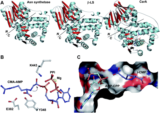 Views from crystal structures of β-lactam synthetases. A: Views from the structures of the β-lactam synthetases CarA and β-LS (PDB 1Q19 and 1MB9, respectively) in comparison to that of asparagine synthetase (PDB 1CT9)398 showing the N- and C-terminal domains; B: View from a crystal structure of β-LS (PDB 1MBZ) showing the acyl-adenylate N2-(2-carboxymethyl)arginine-AMP (CMA-AMP) trapped species generated by reaction of ATP with the substrate analogue N2-(2-carboxymethyl)arginine.399 The latter is one carbon shorter than the natural substrate; thus, CMA-AMP does not undergo cyclisation to give the highly strained 3-membered ring; C: View from a crystal structure of CarA (PDB 1Q19)395 complexed with the substrate (2S,5S)-5-carboxymethylproline (t-CMP) and an ATP analogue α,β-methyleneadenosine-5′-triphosphate (AMP-CPP) with t-CMP positioned in apparently “productive” conformation for adenylation and subsequent β-lactam formation.