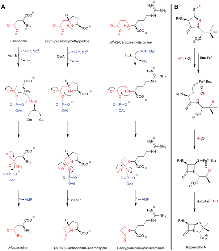 How nature converts modified amino acids/peptides into β-lactams employing oxidative and non-oxidative mechanisms. A: Outline proposed mechanisms for CarA and β-LS (involving intramolecular nucleophilic attack) in comparison to that of Asn-B (which involves intermolecular nucleophilic attack),398 showing the common mechanism of carboxylate activation, via adenylation, followed by formation of a tetrahedral intermediate; B: Outline mechanism for the oxidase isopenicillin N synthase showing the enzyme-bound monocyclic ferryl intermediate; R = δ-(l-α-aminoadipoyl).