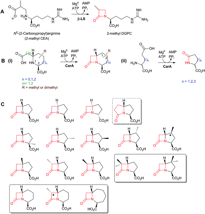 The biocatalytic versatility of the β-lactam synthetases β-LS (A)405,406 and CarA (B, C).396,402,404 In the case of substituted t-CMP substrate analogues, CarA can accept derivatives methylated at C-2, C-3, C-4, C-5 or C-6 to produce the corresponding β-lactams.402 CarA can also accept at least three of the four possible isomers of CMP.396 Compounds which are reported to be of higher stability compared to the unsubstituted carbapenams are boxed.402,404 The compounds with asterisked stereocentre represent the preferred stereoisomer at that position for CarA catalysis.402,404 The incubation of t-carboxyethylproline, a substrate analogue of t-CMP, with ATP/MgII/CarA results in the formation of a γ-lactam (shown in a dashed box).396