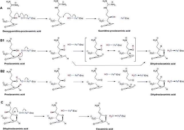 Proposed outline mechanisms for the three clavaminic acid synthase (CAS)-catalysed reactions (i.e. hydroxylation (A), oxidative ring cyclisation (B1/2), and desaturation (C), respectively). The hydroxylation reaction is separated from the other two reactions by the activity of proclavaminic acid amidino-hydrolase which catalyses the conversion of guanidino-proclavaminic acid to proclavaminic acid (Fig. 38). For the cyclisation reaction, the alternative B2 mechanism has been proposed in part on the basis of computational studies;722 it involves (1) oxidation of the hydroxyl group of proclavaminic acid to give an O-radical, (2) retro-aldol-like decomposition of the O-radical to an aldehyde and a C-centered radical, which is stabilised by the captodative effect, (3) abstraction of a hydrogen atom from the C-4 (pro-S) position of the C-centered radical by the FeIII–OH species to yield an azomethine ylide, and (4) 1,3-dipolar cycloaddition to the ylide with the aldehyde acting as a dipolarophile. There is synthetic precedent for the B2 mechanism as in the synthesis of oxapenams via 1,3-dipolar cycloaddition reactions of aldehydes and ketones.723
