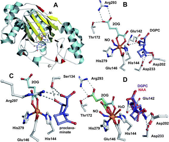 Views from crystal structures of clavaminic acid synthase (CAS).420,421A: The CAS monomer (PDB 1DRT); B: The active site of CAS (PDB 1GVG) showing the binding sites for FeII, the CAS-substrate for hydroxylation (deoxyguanidino-proclavaminic acid, DGPC), nitric oxide (NO, an O2 analogue), and 2OG; C: The active site of CAS (PDB 1DRT) with proclavaminic acid bound; D: Superimposition of the active sites of CAS:FeII:2OG:DGPC:NO complex (PDB 1GVG) and that with the substrate analogue N-α-acetylarginine (NAA, without NO but with a water molecule ligating FeII). Note: the superimposed structures (D) reveal that the C1-carboxylate oxygen of 2OG (green) undergoes a “flip” to the other possible coordination site (cyan) in the presence of NO (B).420,421