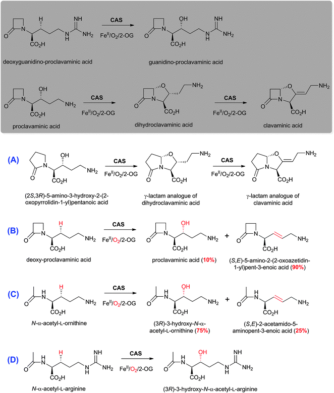 The biocatalytic versatility of clavaminic acid synthase (CAS).413,424–426 The reactions of CAS with its natural substrates are boxed.