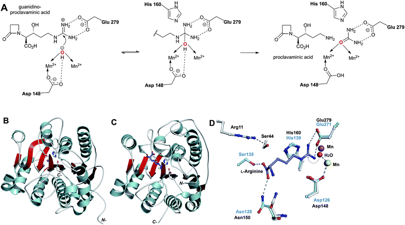 Mechanism and crystal structures of amidino-hydrolases.432,433A: Proposed outline mechanism for guanidino-proclavaminic acid (GPC) hydrolysis by proclavaminic acid amidino-hydrolase (PAH).432B: Monomer of PAH from S. cattleya432 (PDB 1GQ7); C: Monomer of the arginase from Bacillus caldovelox433 (PDB 3CEV); D: Superimposed active site views of the two amidino-hydrolases showing the residues involved in catalysis (blue for arginase), the conserved MnII-binding site (violet for PAH, and yellow for arginase), and the guanidino moiety of the substrate (l-arginine, the substrate for arginase). Note that neither Ser44 nor Arg11 of PAH, which are proposed to be responsible for binding the carboxylate and hydroxyl groups of GPC, respectively, are conserved in the arginase active site.422,423
