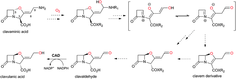 Possible outline mechanism for the double epimerisation process involved in clavulanic acid (CA) biosynthesis.446,447 Note that the oxygen at C-9 of CA originates from O2.449 R1 could be H, glycyl or N-acetyl-glycyl.