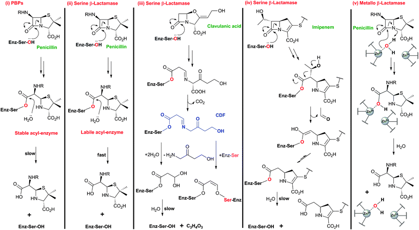 Comparison of outline reaction mechanisms of different β-lactams with PBPs and β-lactamases. (i) β-Lactams bind to the transpeptidase domain of PBPs to form relatively stable acyl-enzyme complexes; (ii) β-Lactams react with serine β-lactamases to form acyl-enzyme complexes labile to hydrolysis; (iii) Clavulanic acid, and other β-lactam-based serine β-lactamase inhibitors, react with serine β-lactamases to form stable acyl-enzyme complexes;684 (iv) Thienamycin derivatives (e.g. imipenem) react with some serine β-lactamases to form a stable acyl-enzyme complex;56,685 (v) β-Lactams react with zinc-dependent metallo-β-lactamases forming a complex that is labile to hydrolysis (aztreonam is an exception48). Note that the reaction mechanisms are more complex than shown here and variations on the shown outline mechanisms occur. The water molecule shared between ZnII ions likely exists as a hydroxide ion, which can act as the nucleophile during metallo-β-lactamase catalysis.686,687