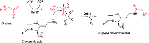 Proposed outline mechanism for the ATP-grasp family enzyme Orf17 that catalyses the condensation of the amino group of clavaminic acid to the (activated) carboxylate of glycine.459