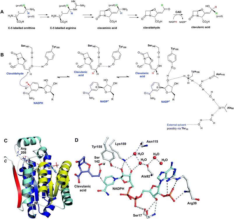 Mechanism and structural views of the NADPH-dependent reductase clavulanic acid dehydrogenase (CAD). A: Overview of the labeling studies474 aiming to reveal the origin of the C-9 hydrogens of clavulanic acid with respect to its precursor ornithine/arginine; B: Proposed reaction mechanism for CAD showing a possible proton relay involving water molecules. R = adenosine 2′-phosphate-5′-diphosphate;469C: A CAD monomer showing the Rossmann fold, which is characteristic of dinucleotide-binding enzymes (two repeats of βαβαβ motifs, one shown in yellow and the other in blue, each binds one NADPH nucleotide);469D: View from the CAD active site showing the possible proton relay involving water molecules (B).
