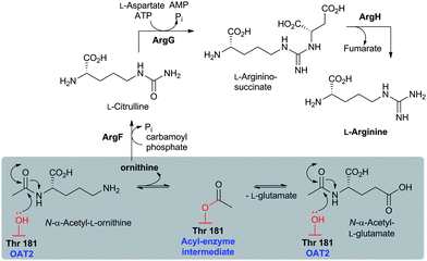 The proposed role of OAT2 in clavulanic acid (CA) biosynthesis. OAT2 is an Ntn-hydrolase proposed to be involved in optimising arginine production as a “feedstock” for CA biosynthesis. Note that N-α-acetyl-l-glutamate can be converted to N-α-acetyl-l-ornithine, via N-α-acetyl-γ-l-glutamyl phosphate and N-α-acetyl-l-glutamate semialdehyde, during l-arginine biosynthesis.724 The ornithine acetyl-transfer reaction (boxed) as catalysed by OAT2 is proposed to proceed via an acyl-enzyme intermediate involving a ping-pong bi–bi mechanism.492,724