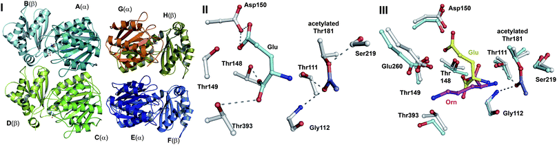 Structural views of ornithine acetyltransferase (OAT2). I: The tetrameric oligomerisation of an acetyl-OAT2-glutamate crystal structure (PDB 2YEP) showing the four subunits/eight chains of OAT2 acyl-enzyme complex.492 The AB, CD, EF and GH molecules are shown in different colours corresponding to the eight different chains; II: View from the active site of an acyl-OAT2-glutamate complex (AB molecule). The acetylated Ntn-residue Thr181 and the oxyanion hole forming residues Thr111 and Gly112 are shown; III: Superimposition of the acetyl-OAT2-glutamate complex (AB molecule) and non-acetylated OAT from Mycobacterium tuberculosis in complex with l-Orn (PDB 3IT4)493 comparing the binding modes for l-Orn and l-Glu (OAT2 numbering is employed). Note that the positions of the α-amino groups of l-Glu and l-Orn are similar, suggesting a closely related mechanism for N-acetylation/deacetylation of the two substrates, but that the binding of their side chains is different. Backbone (main chain) of some residues are omitted for clarity.
