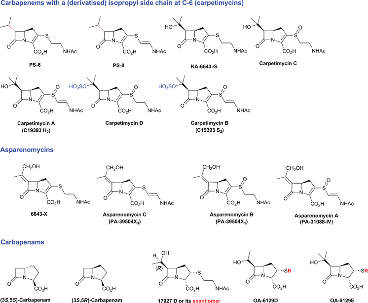 Carbapen(em/am)s isolated from natural sources.525 Some stereochemical assignments are provisional and some of the sulfoxide stereochemistries are unknown. Thienamycin, N-acetyl-thienamycin, N-acetyl-dehydro-thienamycin, 8-epi-thienamycin, northienamycin, and NS-5 were all isolated from wildtype or a mutant of S. cattleya.81,82,726–728 Thienamycin was also isolated from S. penemijaciens.729epi-Thienamycins A–F were isolated from S. flavogriseus571,730 and from S. olivaceus.572,731–735 The olivanic acids MM 4550572,733,734 and MM 27696736 were isolated from S. olivaceus. The PS subfamily of carbapenems (PS-5 to PS-8) were isolated from S. cremeus subsp. auratilis.737–739 Carpetimycins A–D and KA-6643-G were isolated from Streptomyces sp. KC-6643.740–744 Asparenomycins A–C were isolated from S. tokumonensis, S. argentealus and another Streptomyces sp.745,746 Mutation of the carpetimycin producer Streptomyces sp. KC-6643 resulted in a strain that no longer produces carpetimycins but instead produces 6643-X.747 The OA-6129 subfamily of carbapenems (A, B1, B2, C, D, E), characterised with a pantetheinyl moiety at C-2, were isolated from Streptomyces sp. OA-6129 and of S. fulvoviridis mutant.582,748–750 The seven pluracidomycins (A1, A2, B, C1, C2, C3 and D), characterised by containing 2- or 3-acidic moieties in their structures, were isolated from S. pluracidomyceticus.751–753 In addition, the culture co-produced epithienamycin A, epi-thienamycin B sulfoxide, epi-thienamycin D sulfoxide, epi-thienamycin F, MM 4550.752 The carbapenam 17927 D (or its enantiomer) was isolated from S. fulvoviridis, and exhibited no antimicrobial activity.754