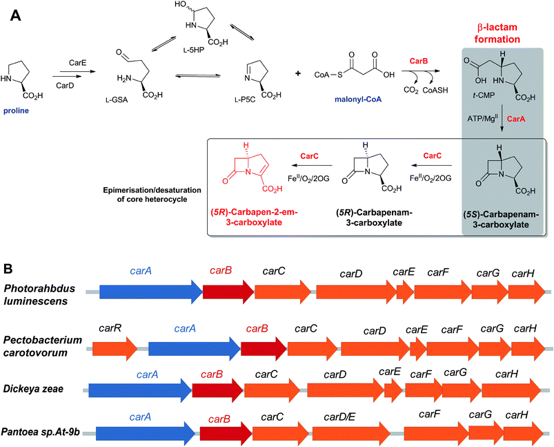 The biosynthetic pathway leading to the simplest carbapenem, (5R)-carbapen-2-em-3-carboxylate (C3C), in Pectobacterium carotovorum (A) and the gene clusters (potentially) involved in C3C biosynthesis (B). The production of C3C by D. zeae and Pantoea sp. is yet to be assessed. Note that in case of Pantoea sp., carD and carE exist as a single gene, unlike other producers of C3C where separate genes exist for carD and carE. See Table 5 for the proposed role of the encoded proteins. Selected co-substrates/co-products are shown.