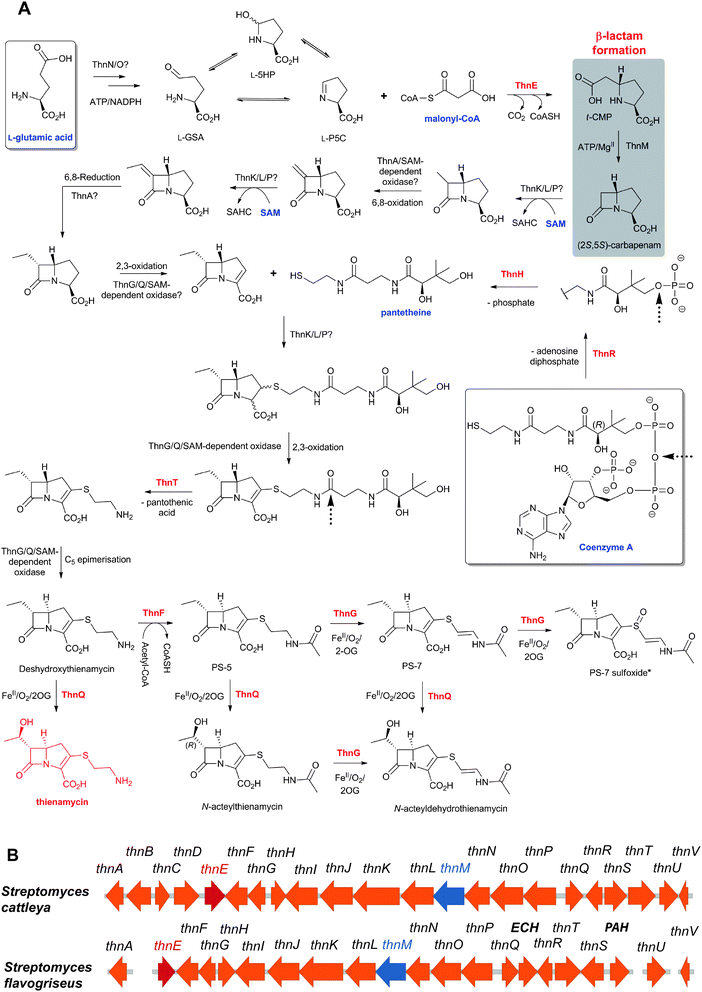 Proposed biosynthetic pathway leading to thienamycin (A) and the reported thienamycin gene cluster in Streptomyces cattleya565 (B). The thienamycin-like gene cluster identified in S. flavogriseus (B) has been reported to be unable to produce thienamycin under laboratory conditions.755 SAHC: S-adenosylhomocysteine. The enzymes catalysing the experimentally-reported steps are in red in (A). The precursors for the skeleton of thienamycin are in blue. PS-7 sulfoxide was detected only in in vitro assays with ThnG (i.e. it was not isolated from S. cattleya). See Table 6 for (proposed) roles of the proteins. Selected co-substrates/co-products are shown.