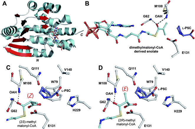 Structural views of carboxymethylproline synthase CarB.541A: A CarB monomer (PDB 2A81) displaying the repeated ββα-motif which is characteristic of the crotonase superfamily;543B: The substrate binding pocket with dimethylmalonyl-CoA derived enolate and l-pyrroline-5-carboxylate (l-P5C) modelled in. Note the characteristic U-shaped conformation of CoA, the location of the thioester carbonyl in the oxyanion hole (OAH), and that the side chain of Glu131 is suitably positioned (∼4 Å from the thioester carbonyl) to activate a water molecule for hydrolysis of a t-CMP-CoA intermediate (Path 3, Fig. 51); C and D: Models of the C-2 epimers of methylmalonyl-CoA (2S epimer: C, and 2R epimer: D) in the substrate binding pocket. Note that, in both cases, an orthogonal relationship between the methylmalonyl-CoA carboxylate and the OAH-stabilised carbonyl is maintained, as required for the stereo-electronically favoured decarboxylation. The enolate (E/Z) that would be generated following decarboxylation is shown in brackets, in each case.403