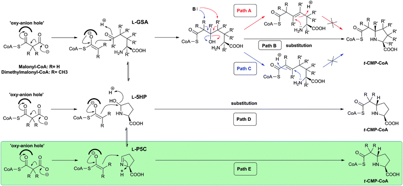 Possible C–C bond forming reactions leading to the formation of the t-CMP-CoA intermediate as catalysed by carboxymethylproline synthases. The green box highlights the most likely path.546 For [2H]6-l-GHP, R′ = 2H.