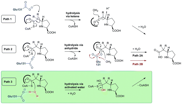 Possible thioester hydrolysis mechanisms for CarB catalysis to produce 6-alkyl-t-CMP derivatives. The green box highlights the most likely mechanism.546 R = H or CH3.