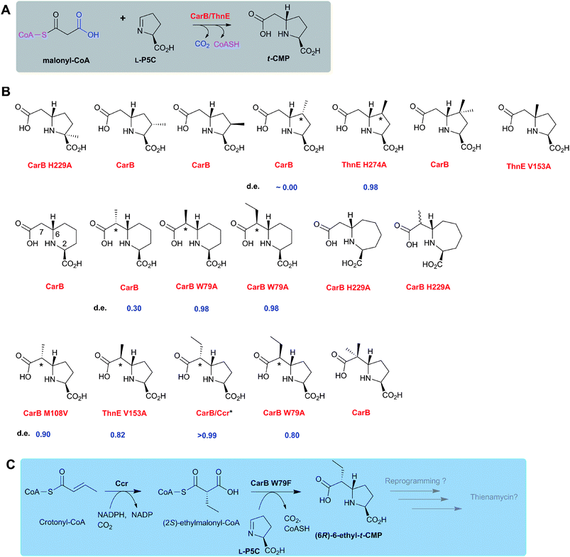 The biocatalytic versatility of wildtype and engineered carboxymethylproline synthases (CMPSs). A: The reaction of wildtype CarB and ThnE; B: A variety of functionalised N-heterocycles is produced from appropriate analogues of l-GHP (l-P5C) and analogues of malonyl-CoA as catalysed by wildtype and engineered CMPSs;402–404,538,539,546C: Coupling CarB catalysis to that of crotonyl-CoA carboxylase reductase (Ccr, which produces (2S)-ethylmalonyl-CoA551,552) results in the stereoselective formation of (6R)-6-ethyl-t-CMP.403 d.e. refers to the diastereomeric excess observed with the shown CMPSs at the asterisked positions.