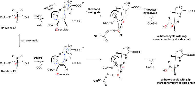 Stereoselective enolate formation and reaction by wildtype and engineered CMPSs.403,404,546 In the case of alkylmalonyl-CoA substrate analogues, the reaction is proposed to proceed via the decarboxylation of a specific epimer to give either the (E)- or (Z)-enolate, which reacts with the imine form of l-amino acid aldehyde to give a specific diastereomer of the CoA-thioester intermediate. Hydrolysis of the CoA-thioester intermediate via an “activated” water molecule (by Glu131 in case of CarB)546 results in the formation of a specific diastereomer of carboxymethyl-substituted N-heterocycles.403 For a model of the possible modes of binding of alkylmalonyl-CoA to CMPS, see Fig. 50.