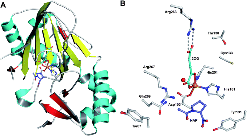 Structural views of the carbapenem synthase CarC.542A: A CarC monomer (PDB 1NX8) displaying the conserved double stranded β-helix core (yellow strands) that supports ligands binding a single FeII to which 2OG complexes in a bidentate manner; B: The active site of CarC (monomer B) showing the binding sites for iron, the prime substrate analogue (N-acetyl-l-proline) and 2OG. Note that another orientation of N-acetyl-l-proline, related by a ∼180° rotation to the one shown, is possible.