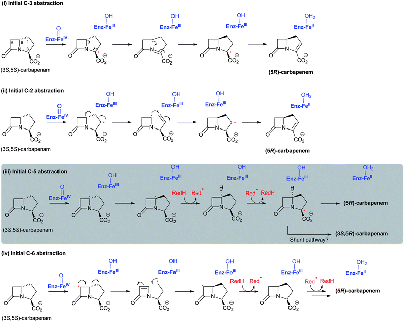 Proposed possibilities for the CarC-catalysed epimerisation/desaturation process.542 The 5-endo-trig (or 4-exo-trig) radical cyclisations in (i) and (ii) have synthetic precedent,759 including with an imine substrate.760 Note the possible intermediacy of datively stabilised radicals. Epimerisation via hydrogen abstraction at C-1 (as is initial electron loss from nitrogen) in a process analogous to (i) is also a possibility, but modelling studies suggest this is less likely. The mechanism proceeding via initial C-5 abstraction (iii) is considered most likely.