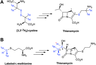 Summary of the labeling studies on the side chains at C-2 (A) and C-6 (B) of thienamycin in Streptomyces cattleya. *Also, feeding l-[methyl-13C,2H3]methionine to S. cattleya resulted in retention of all 3 deuterium atoms at 13C-9 and retention of one deuterium atom at 13C-8.523,525,564