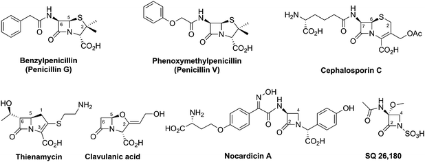 Prototypical examples of different subfamilies of naturally-occurring β-lactam antibiotics.