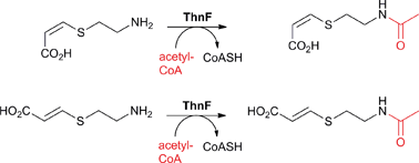 ThnF-catalysed reaction with a substrate analogue.239 Note that the putative substrate for ThnF is thienamycin (Fig. 44).239