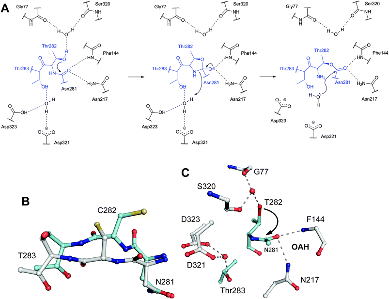Proposed mechanism and structural views of the pantetheine hydrolase ThnT.587A: Proposed autoproteolysis mechanism of ThnT; B: Dual occupancy of the ThnT Thr282Cys variant active site by shown residues (residues in cyan represent the proposed cleavage-competent conformer, while those in white represent the inactive conformer); C: Model of the cleavage-competent form of ThnT. Note the position of the carbonyl-oxygen of the scissile amide bond in the oxyanion hole (OAH).